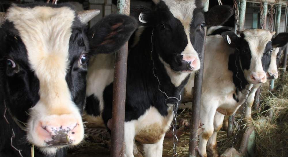 В пяти саратовских селах введен карантин из-за инфекции коров