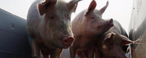 В Саратовской области выявили новый очаг заражения африканской чумой свиней (АЧС).