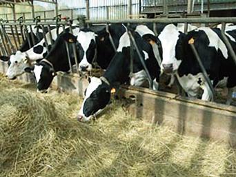 Минсельхозом утверждены ветправила содержания крупного рогатого скота в целях его воспроизводства, выращивания и реализации.