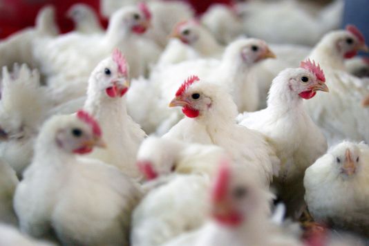 Птичий грипп в Татарстане нанес ущерб на 150 млн рублей