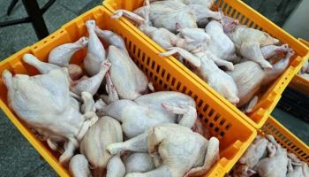 Какая она - кубанская курочка: антибиотики есть почти в половине российской курятины