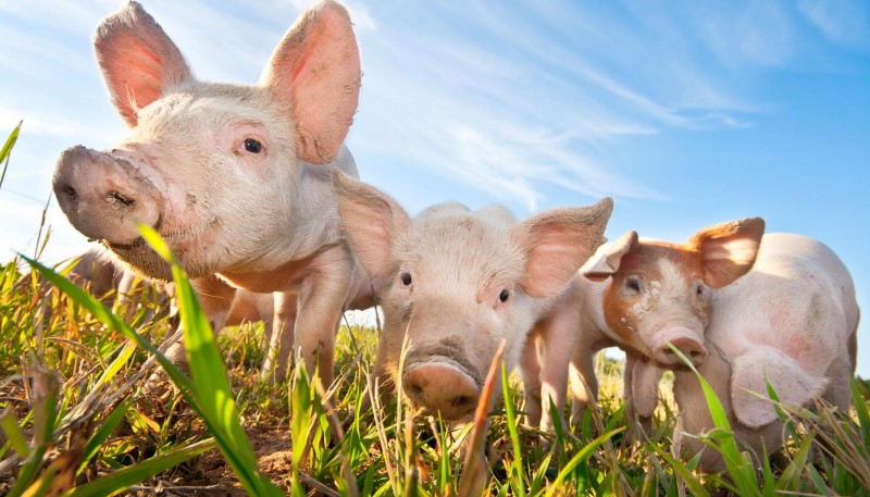 Африканская чума свиней зарегистрирована в Нижегородской области