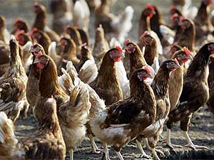 Птичий грипп атакует птицеводческие фермы