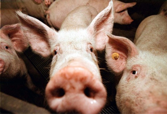 Регионы Сибири приняли превентивные меры в связи с африканской чумой свиней в Омске
