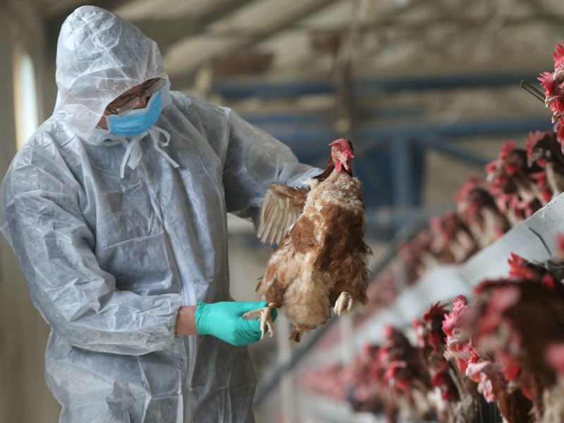 В Ростовской области из-за птичьего гриппа закрыли птицефабрику.