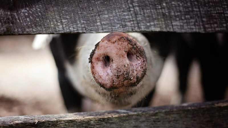 В Омской области из-за АЧС уничтожено уже более 14 тысяч свиней