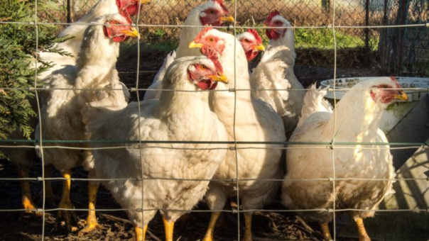 Россельхознадзор ввёл ряд ограничений на экспорт продукции в ЕС из-за птичьего гриппа